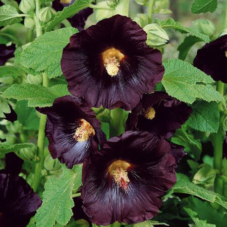 Blacknight, Hollyhock Seeds - Packet image number null